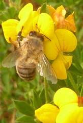 lotier corniculé et abeille